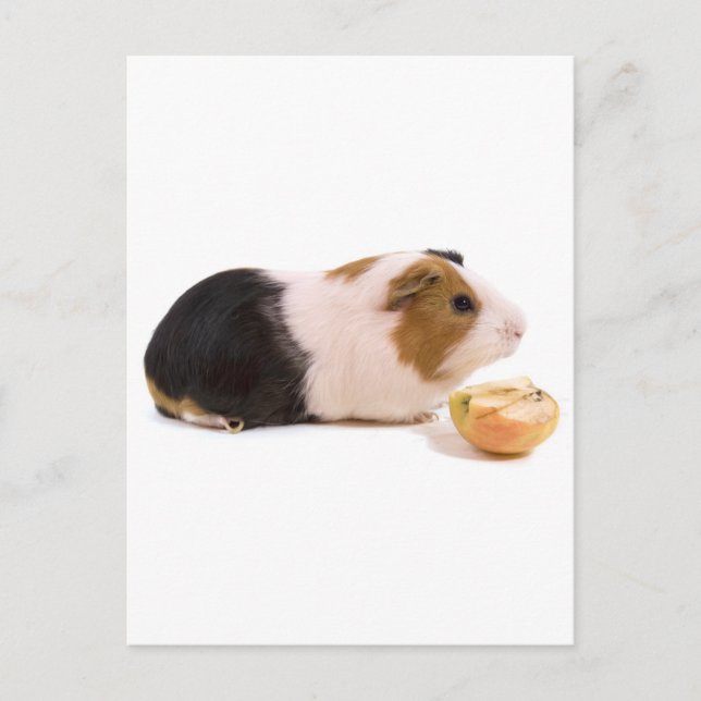 Postal conejillo de indias comiendo manzana (Anverso)