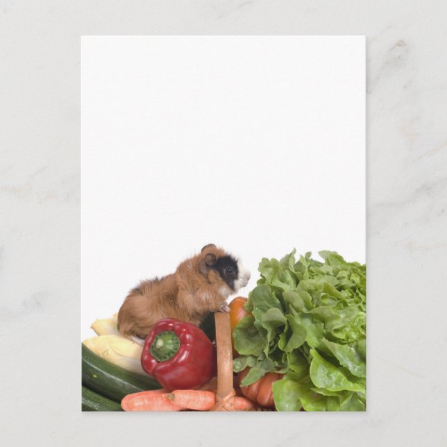 Postal conejillo de indias en una canasta de verduras (Anverso)