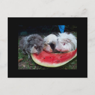 Postal conejillos de Indias eatting el watermellon