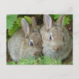 Postal Conejito Lindo Animal Conejo Paz Amor Destino