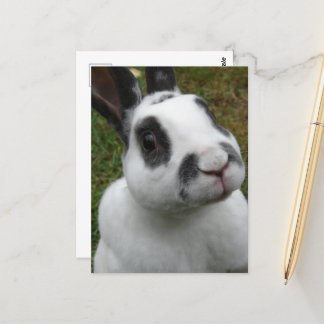 Postal Conejo Adorable