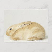 Conejo beige sobre fondo blanco 4