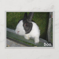 Conejo blanco y negro