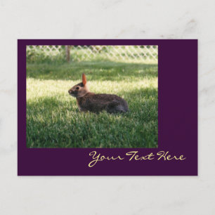 Postal conejo conejo conejo conejo