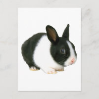 Conejo conejo conejo negro y blanco