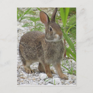 Postal Conejo Cottontail
