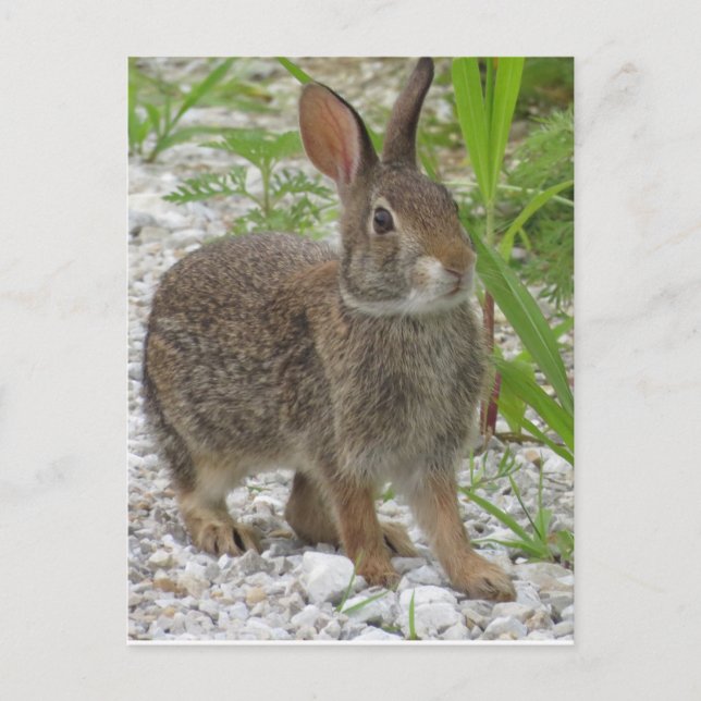 Postal Conejo Cottontail (Anverso)