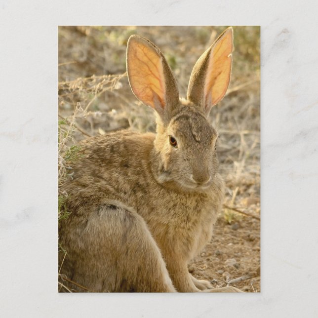 Postal Conejo Cottontail del desierto (Anverso)