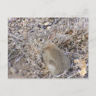 Postal Conejo de bebé dulce