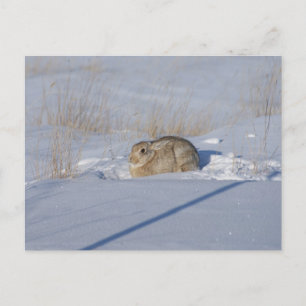 Postal Conejo de cola de algodón R5 en la nieve
