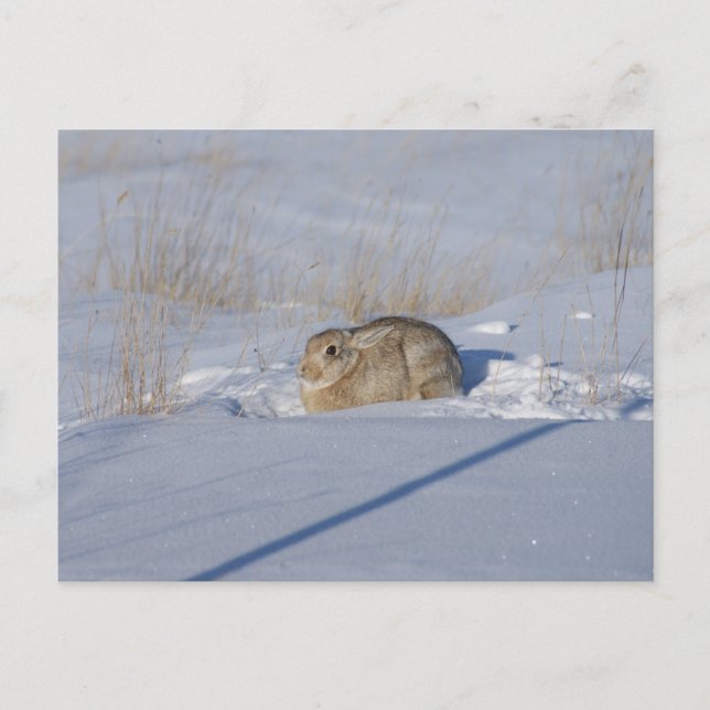 Postal Conejo de cola de algodón R5 en la nieve (Anverso)