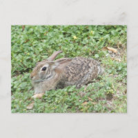 Conejo de conejo de rabo blanco
