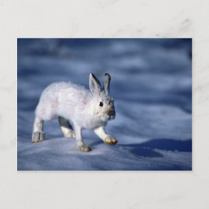 Postal Conejo de liebre variada/raqueta de nieve abierta
