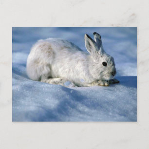 Postal Conejo de liebre variada/raqueta de nieve abierta