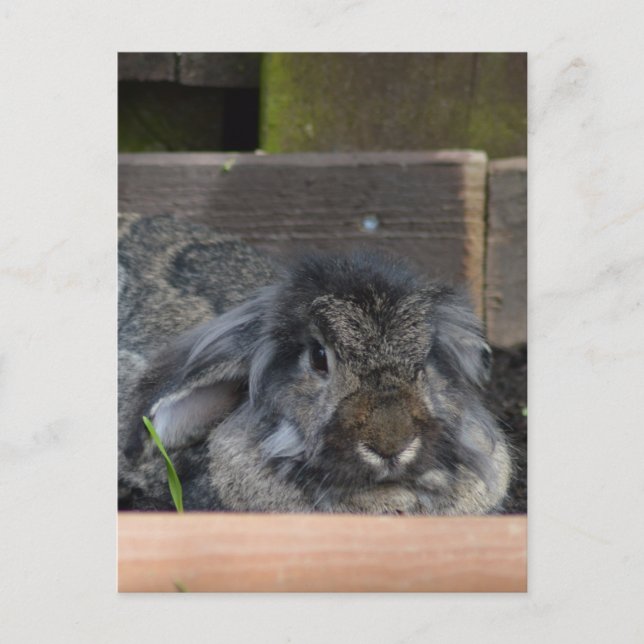 Postal Conejo de orejas de lopo (Anverso)