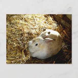 Postal Conejo de paja
