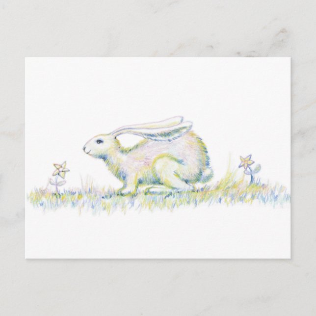 Postal Conejo del arco iris (Anverso)