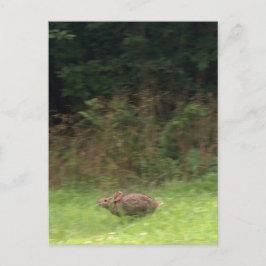 Postal Conejo en fuga