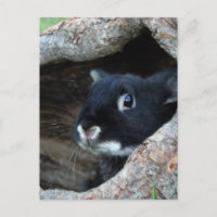 Conejo negro en hueco de un árbol