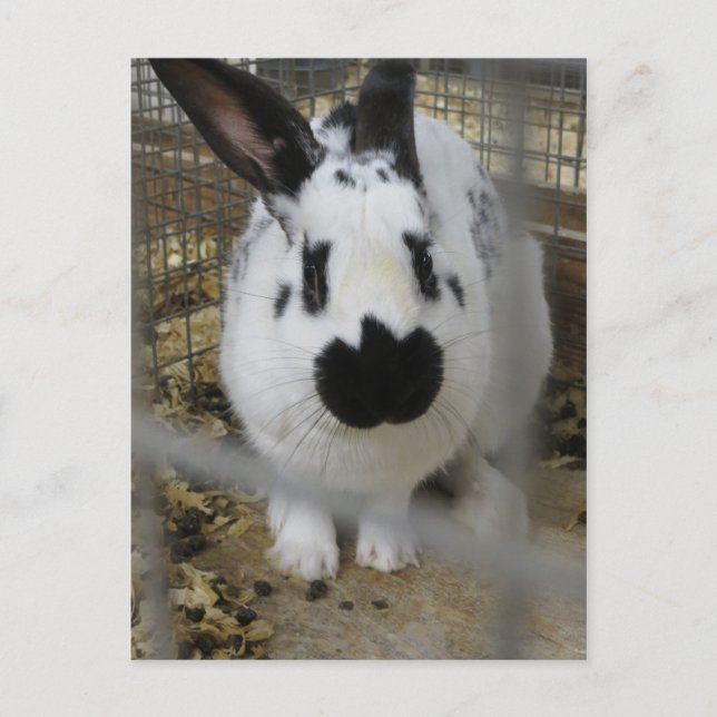 Postal Conejo rayado (Anverso)