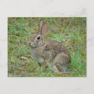 Postal Conejo Salvaje Algodoncillo Oriental II Ropa y Reg