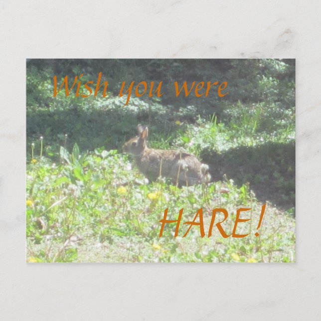Postal Conejo salvaje "¡Desearía que estuvieras HARE!" Po (Anverso)