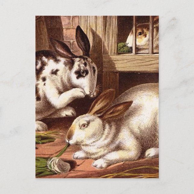 Postal Conejos Ilustracion de época (Anverso)
