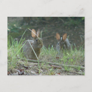 Postal Conejos Salvajes Pareja de Conejo de Cola de Algod