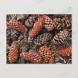 Postal Cones de pino
