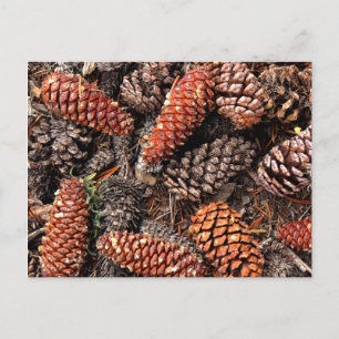 Postal Cones de pino