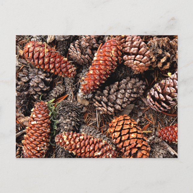 Postal Cones de pino (Anverso)
