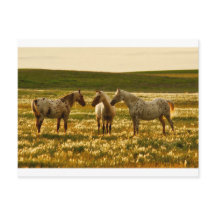 Conferencia de caballos