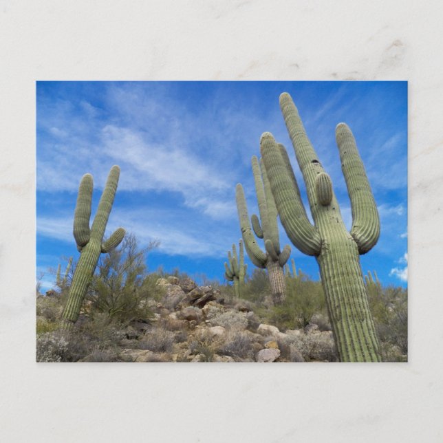 Postal Congreso, Arizona (Anverso)