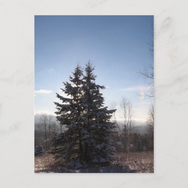 Postal coníferas (Anverso)