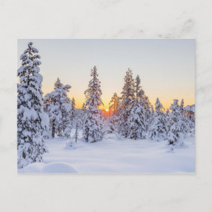 Postal Coníferas de Invierno Puesta de Sol Naturaleza