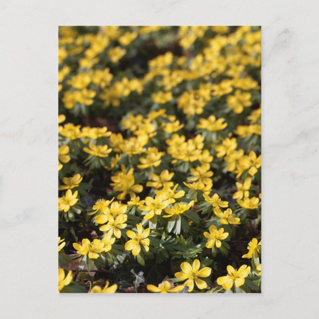 Postal Conito de invierno (Eranthis hyemalis) (Anverso)