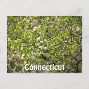 Postal Connecticut