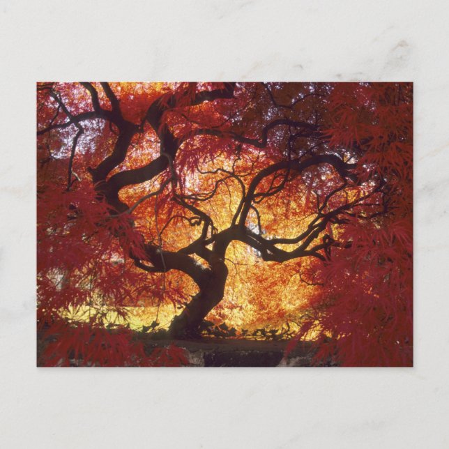 Postal Connecticut: Darien, arce japonés 'Acer (Anverso)