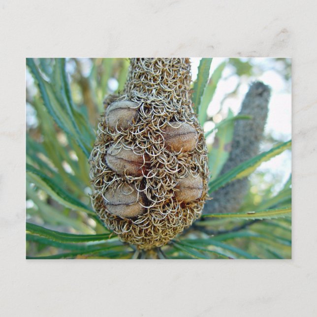 Postal Cono de banksia con semillas (Anverso)