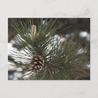 Postal Cono de pino