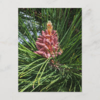 Cono de polen de pino rojo (Pinus resinosa)