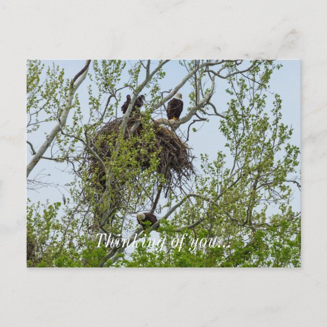 Postal Conoce a la familia Eagle (Anverso)