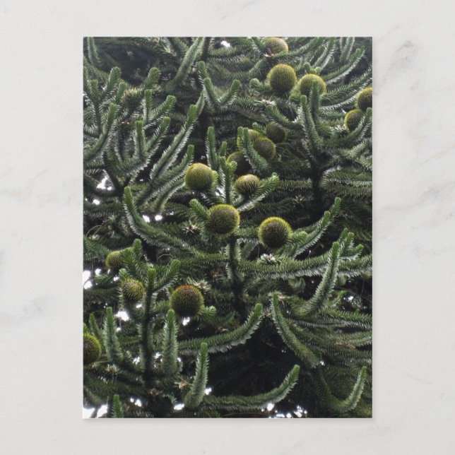 Postal Conos femeninos de Araucaria araucana - foto de Ar (Anverso)