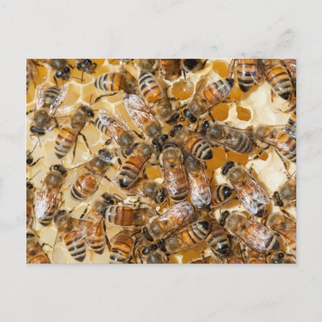 Postal Conservación de abejas en la granja de miel de Arl (Anverso)
