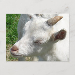 Postal Consígueme algunas sombras