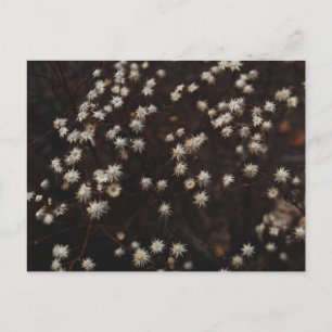 Postal "Constellation Bosque"