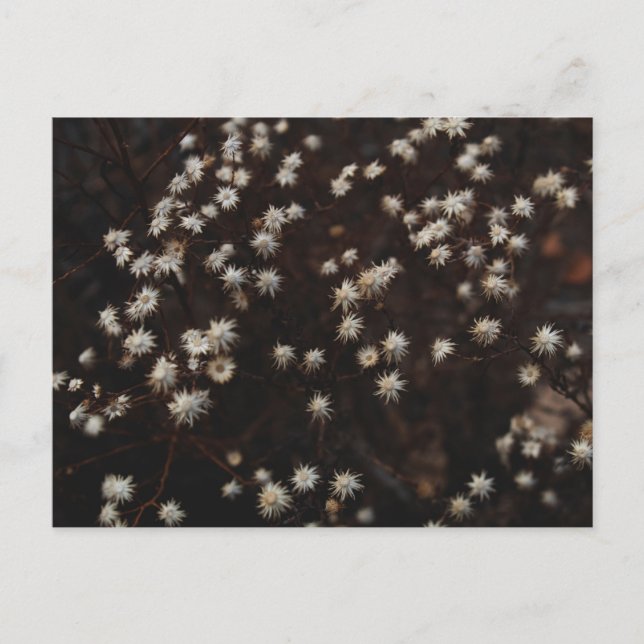 Postal "Constellation Bosque" (Anverso)