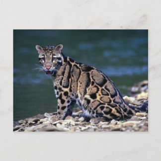 Postal Contacto de leopardo nublado