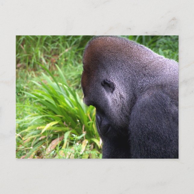 Postal Contemplación (Anverso)