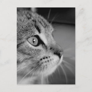 Postal Contemplación de gato blanco y negro